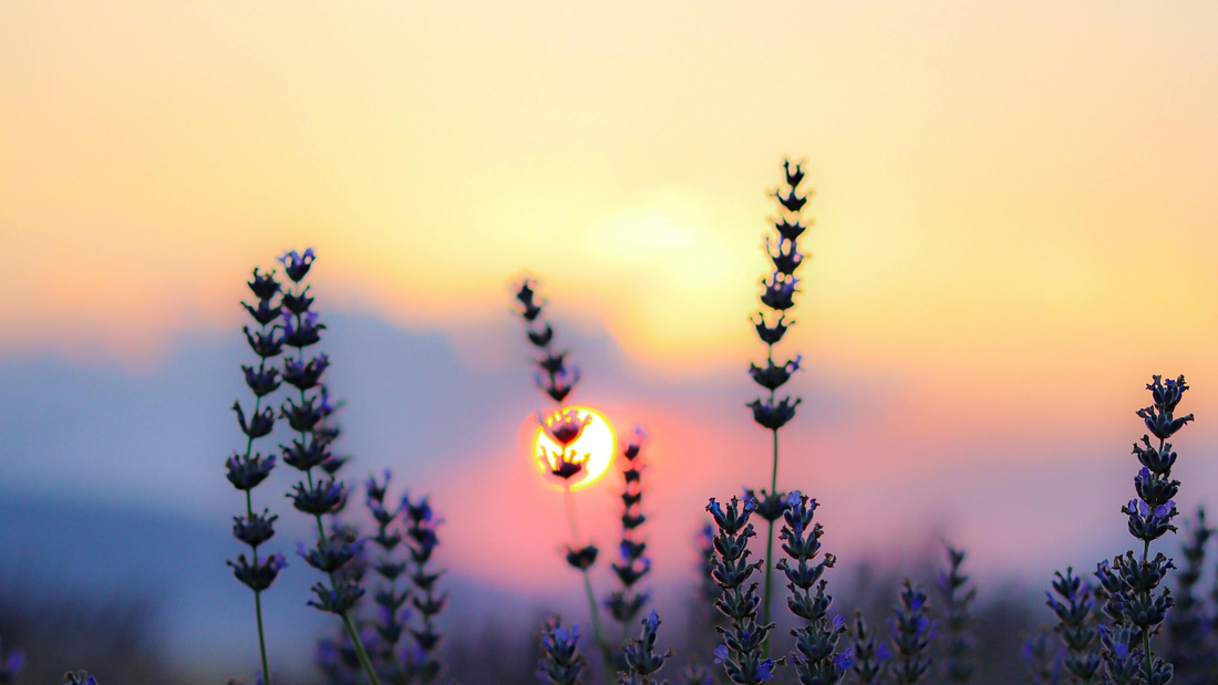 Lavendel beim Sonnenuntergang